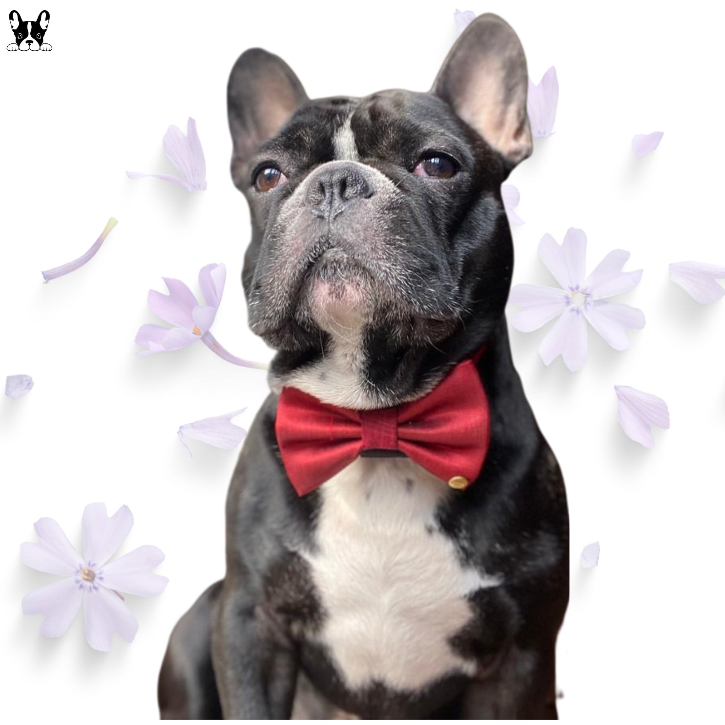 PET BOWTIES