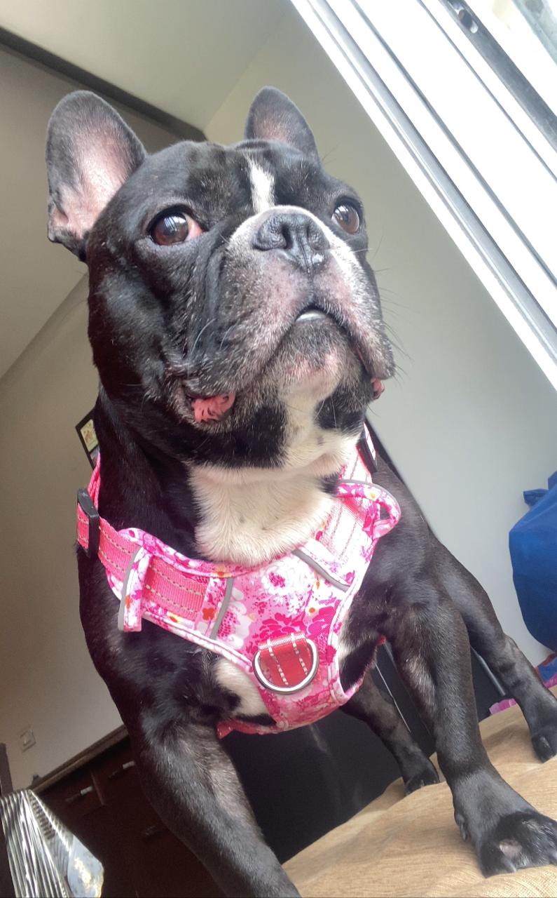 Pink Floral Chest Harness For Pets S,M,L,XL