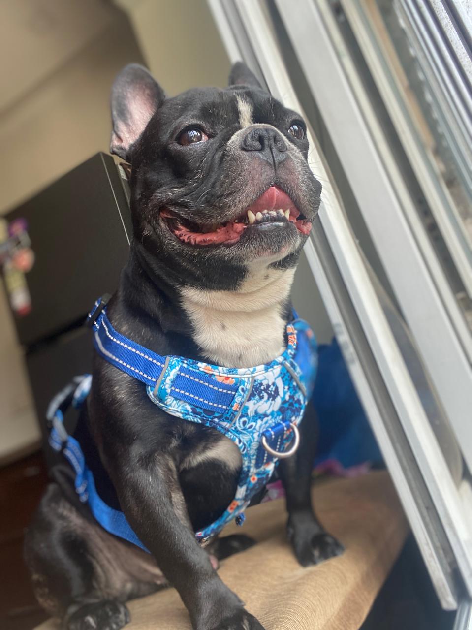 Blue Floral Chest Harness For Pets S,M,L,XL